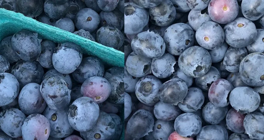 Fresh blueberries are individually quick frozen to give a field fresh fruit, which maintains individual identity. Just right for integration into muffins and other bakery products.