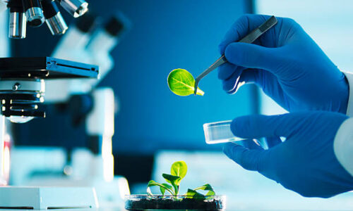 A scientist examining parts of a plant